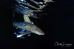 Longimanus by night ! by Claude Lespagne 